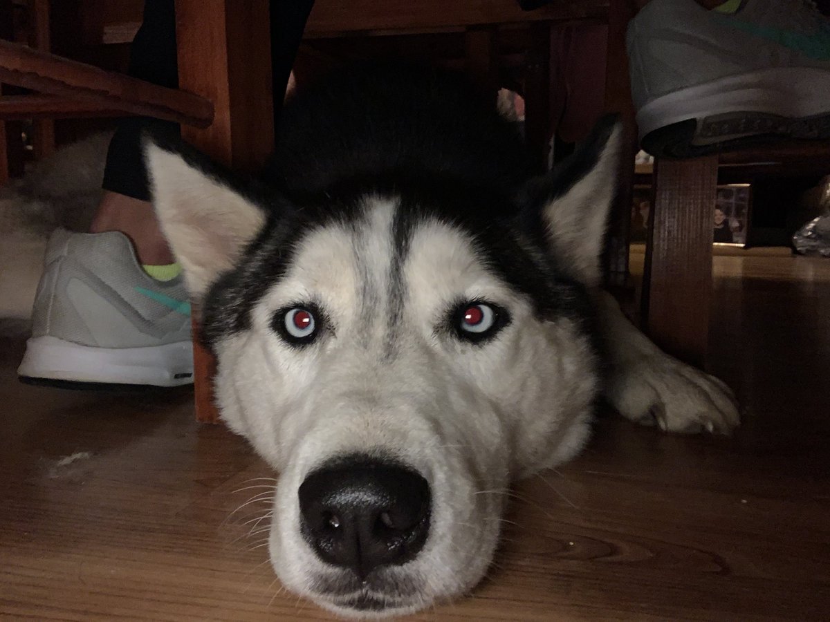 sweeetTeeaa's tweet photo. What would we do without dogs? 🐶❤️ https://t.co/umxCIwXGCw