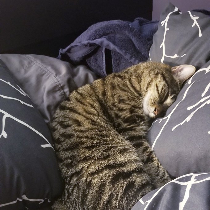 I'll be on tonight. Here is a picture of my cat. https://t.co/zXcRolXZqh