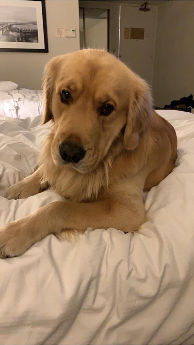 We evacuated from the #kincadefire and the only hotel that would accept our beautiful dog was #hiltonhotels Oakland Airport. Thank you to GM Mark and the staff!