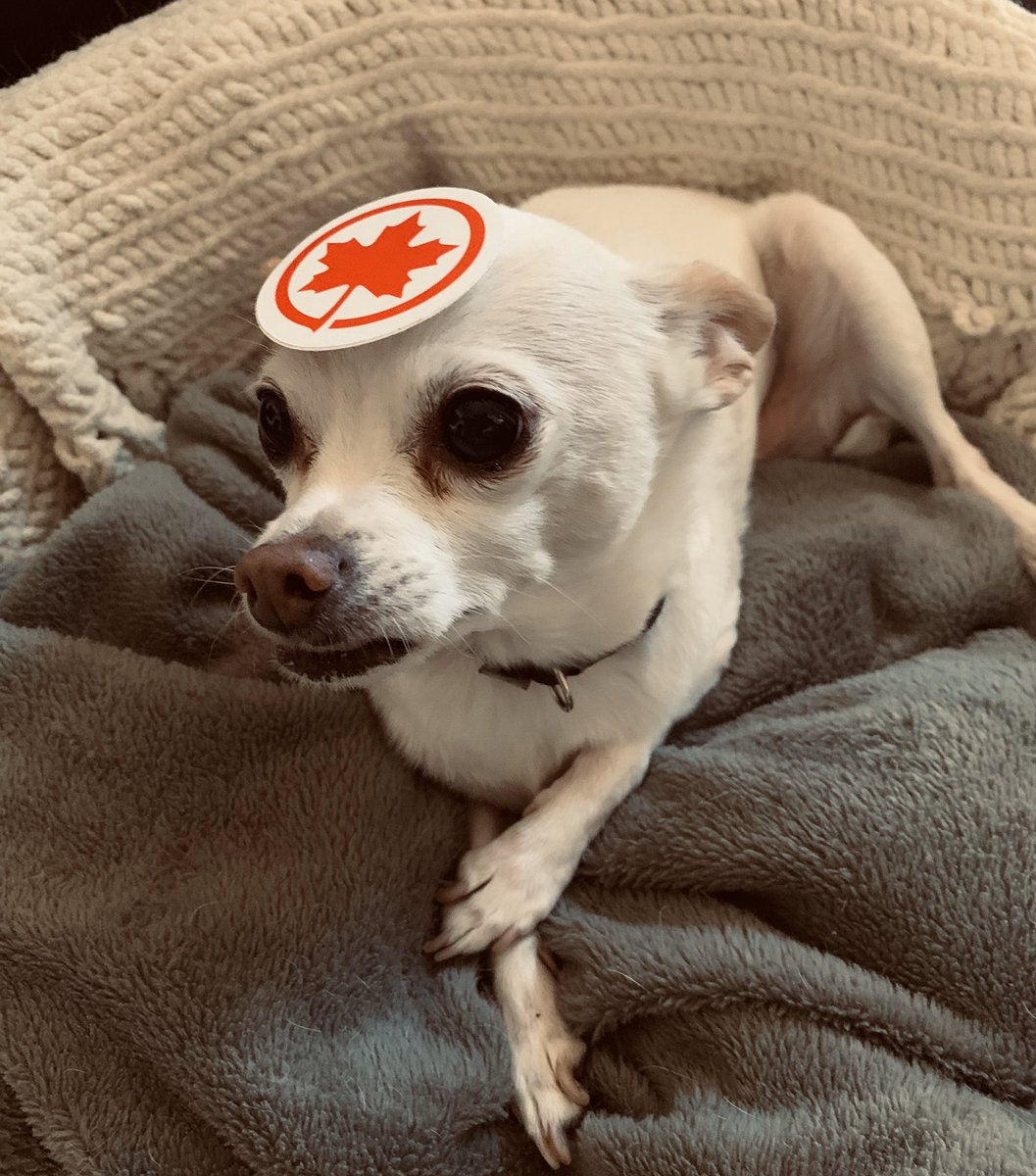 leilyyy's tweet photo. #AirCanadaLovesSalesforce 🐶 https://t.co/FG8M6gHrPS