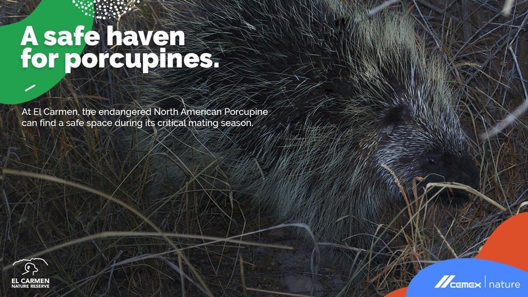 Although the North American Porcupine can adapt to a wide variety of habitats, in Mexico it is considered an endangered species due to its limited distribution. At El Carmen Nature Reserve porcupines can be found from September to October. #LifeatElCarmen