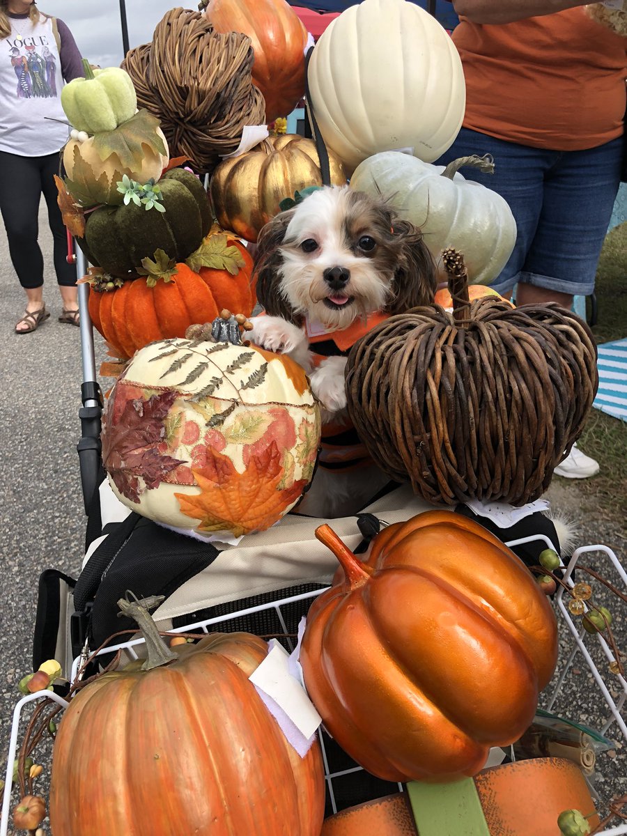 dMarieGoff's tweet photo. Strutting, snarling, and wagging tails, our four legged friends came out in their finest regalia Saturday for the 2020 #AnimalHumaneSociety #WalkforAnimals at #MarketCommon #MyrtleBeach. where they graciously posed for paparazzi except at the puppy #kissingbooth. https://t.co/2J2vVG00vR