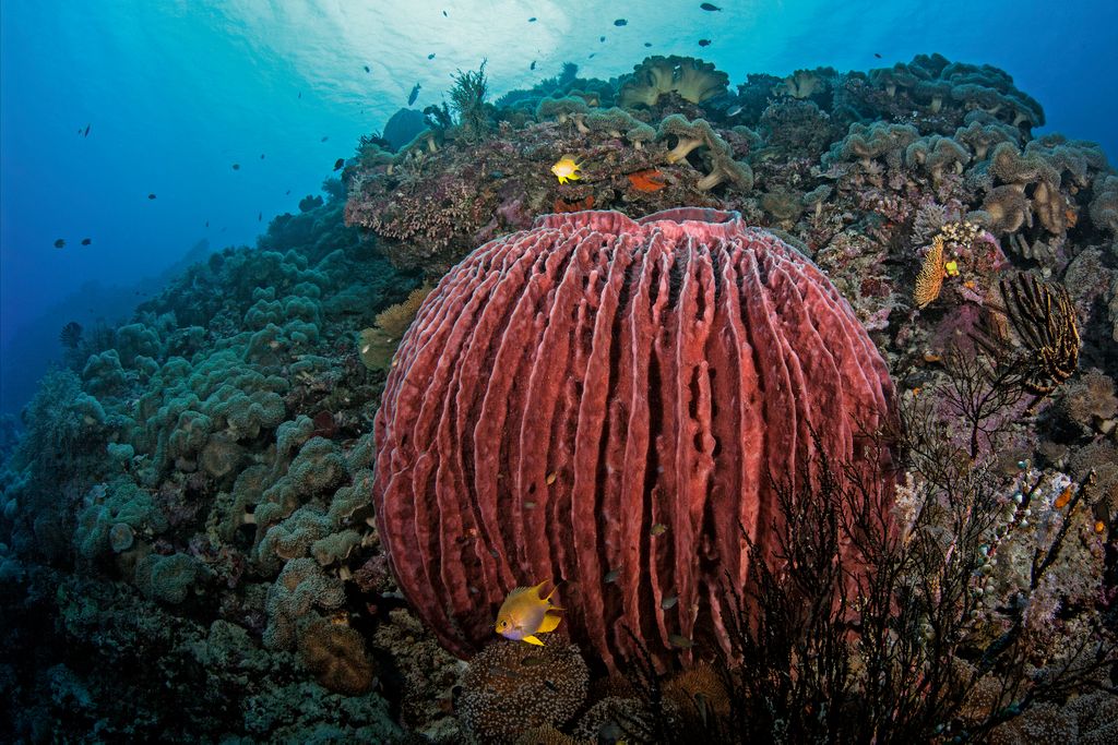 What is your next travel destination for diving? 🌎
📸: iStock

#divedestination #traveling #divesite