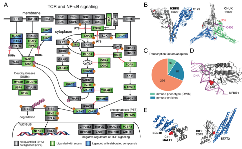 mmw_lmw's tweet photo. #ChemicalProbes for #ImmuneFunction | A Global map of #Cysteines in Primary #Human_T_cells | >3000 found that can be modified covalently by electrophilic small molecules | Ben Cravatt @scrippsresearch @biorxivpreprint https://t.co/ieKH2Y6e61 https://t.co/wbTlLc92Fz