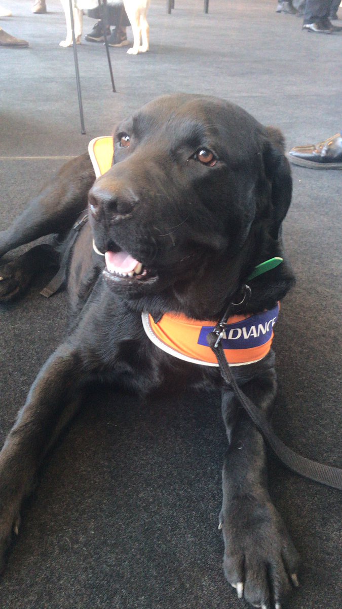 Great to support <a href="/GuideDogsVIC/">Guide Dogs Victoria</a> here today #dreamingmel