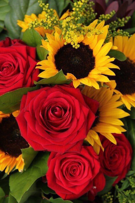sunflowerlust's tweet image. I could go for some sunflowers and roses rn 🌻🌹🌻