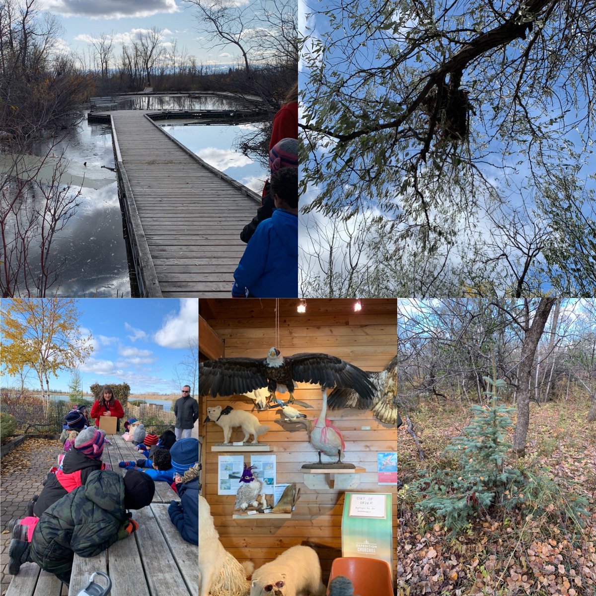 KiaraLevenick's tweet photo. Last Thursday’s field trip was wonderful @FortWhyteAlive . We learned so many things and applied our prior knowledge! #ESCSBelonging #ECSCMastery #SageCreekLRSD https://t.co/ZFNGzbfg2X