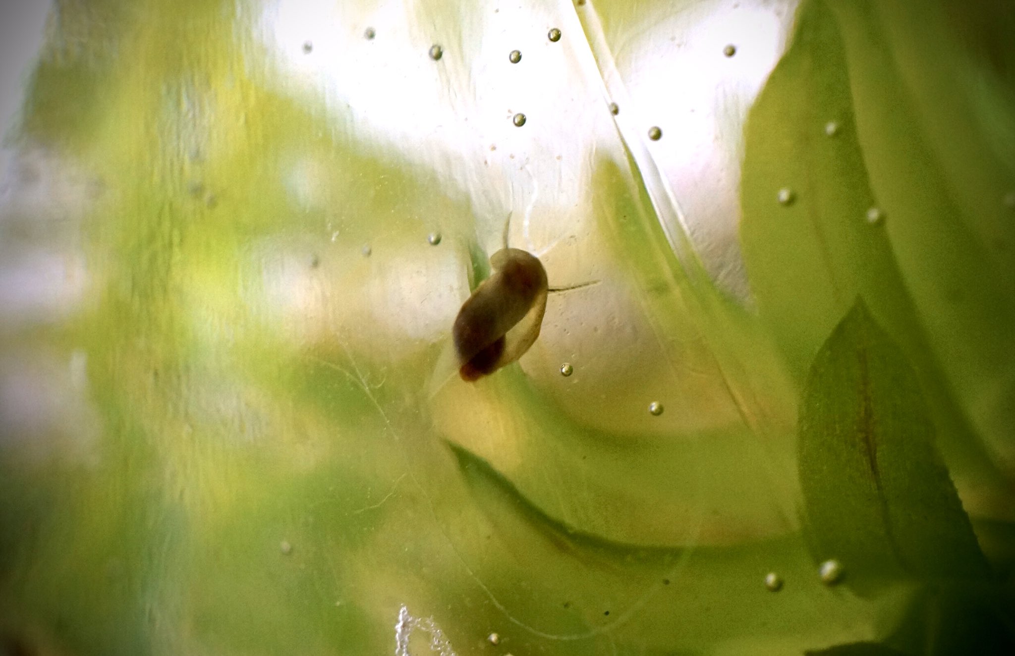 黒まい 水草を育てている瓶にいつの間にかタニシの赤ちゃん が 嬉しくなって記念撮影 が よく見ると卵を産みつけていたのでおかしいぞ と調べたところ タニシではなく貝の一種で大量繁殖し駆除される存在らしい スネール サカマキガイ
