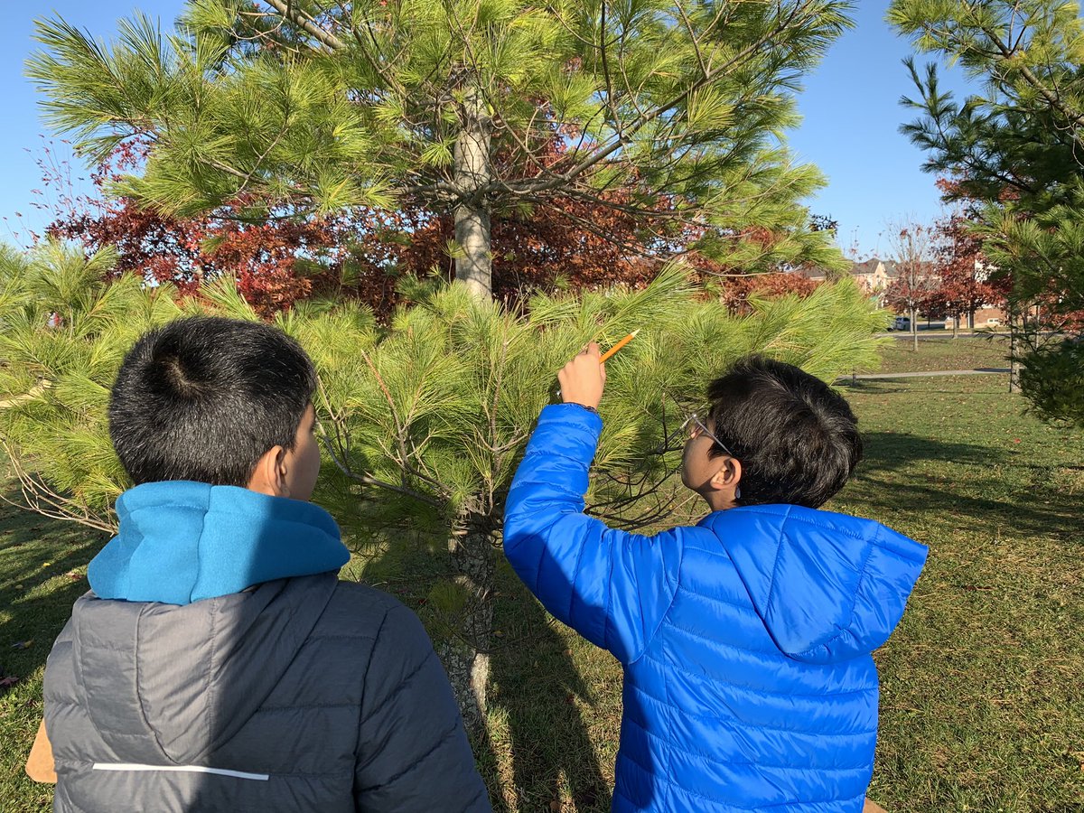 MsCheung216's tweet photo. We love math outside! What types of trees do we have in our schoolyard?  Tree identification paired with data management.@YRDSBGetOut @GreensboroughPS @YRDSBEcoSchools @EcoSchoolsCAN #outdoorlearning #mathisfun https://t.co/oGV8WWBdEJ