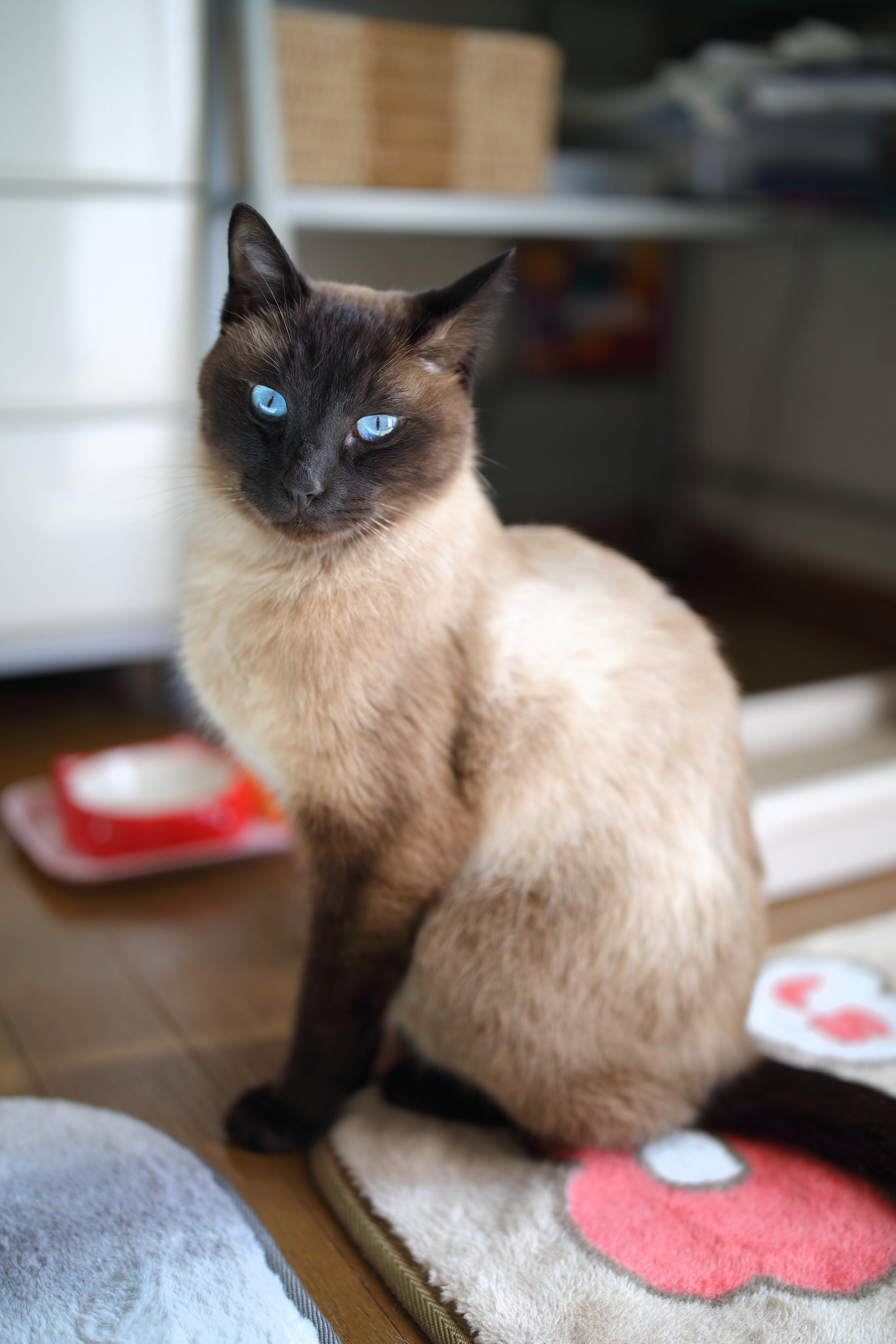 Takuya 元野良の朝の顔と夜の顔 Photography キリトリセカイ アニマルフォト 猫好きさんと繫がりたい Animals シャム猫 タイ猫 タイ シャム T Co N7u3ghbrfm Twitter Takuya 元野良の朝の顔と夜の顔 Photography キリトリセカイ アニマルフォト 猫好きさんと繫がりたい Animals シャム猫 タイ猫 タイ シャム T Co N7u3ghbrfm Twitter