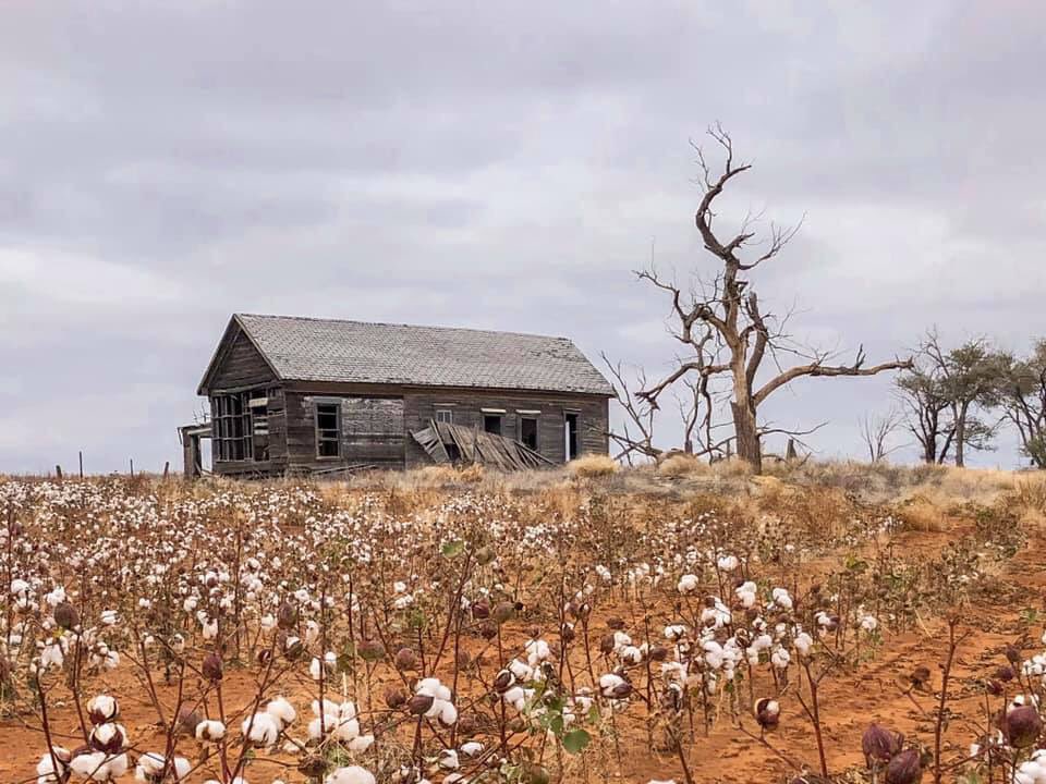 lynn_pastor's tweet photo. Penny Nichols pic from the side of the road east of Amarillo, TX.  #backroadsoftexas #cottonfields #texas #TEXAS #sixcentscreations https://t.co/IKm0nxHO72