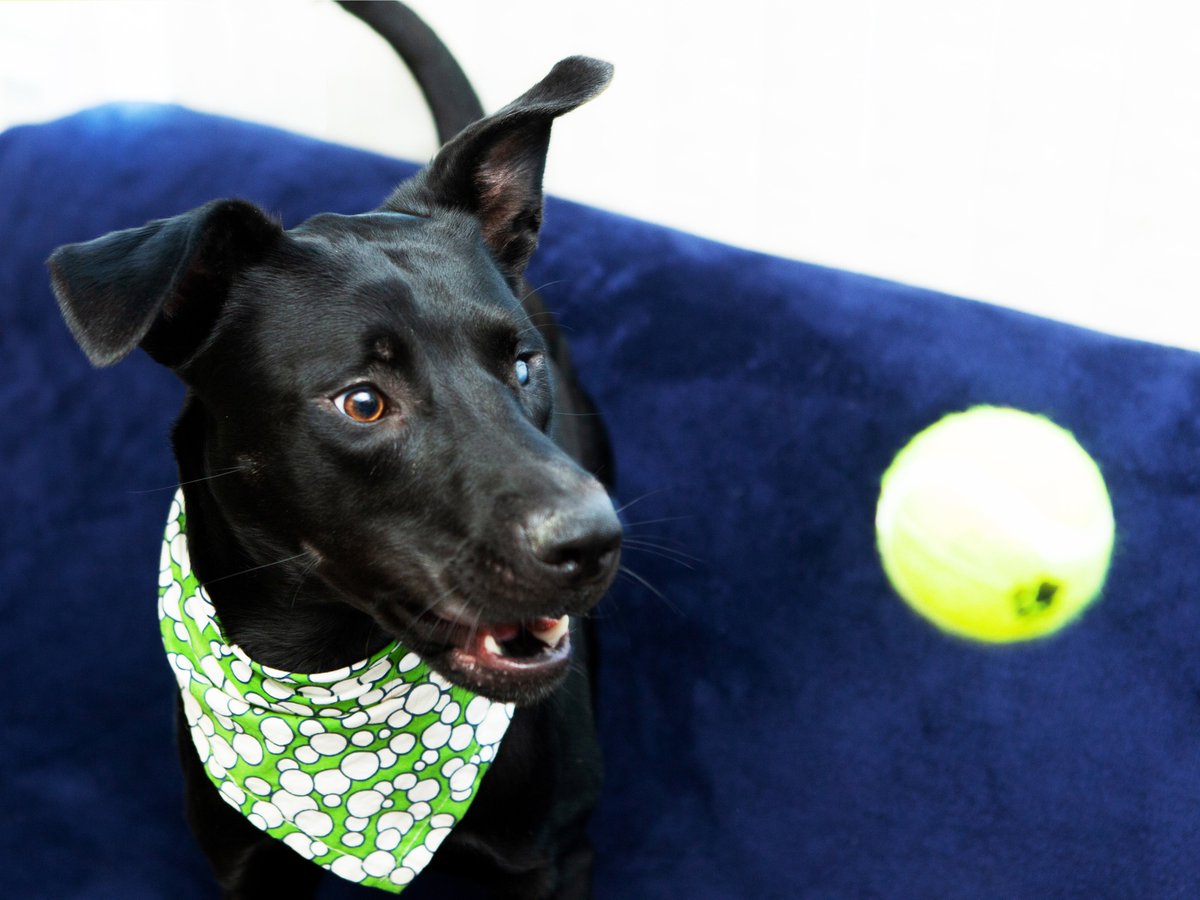 Friends of Lucas County Dogs tweet media