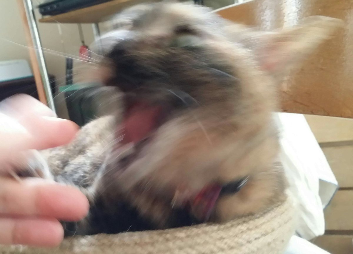 ট ইট র あぁ猫 今日は 肉球の日 フミの肉きゅ シャーッ テンちゃんの肉球 サビ猫 サバ白 猫がいる暮らし