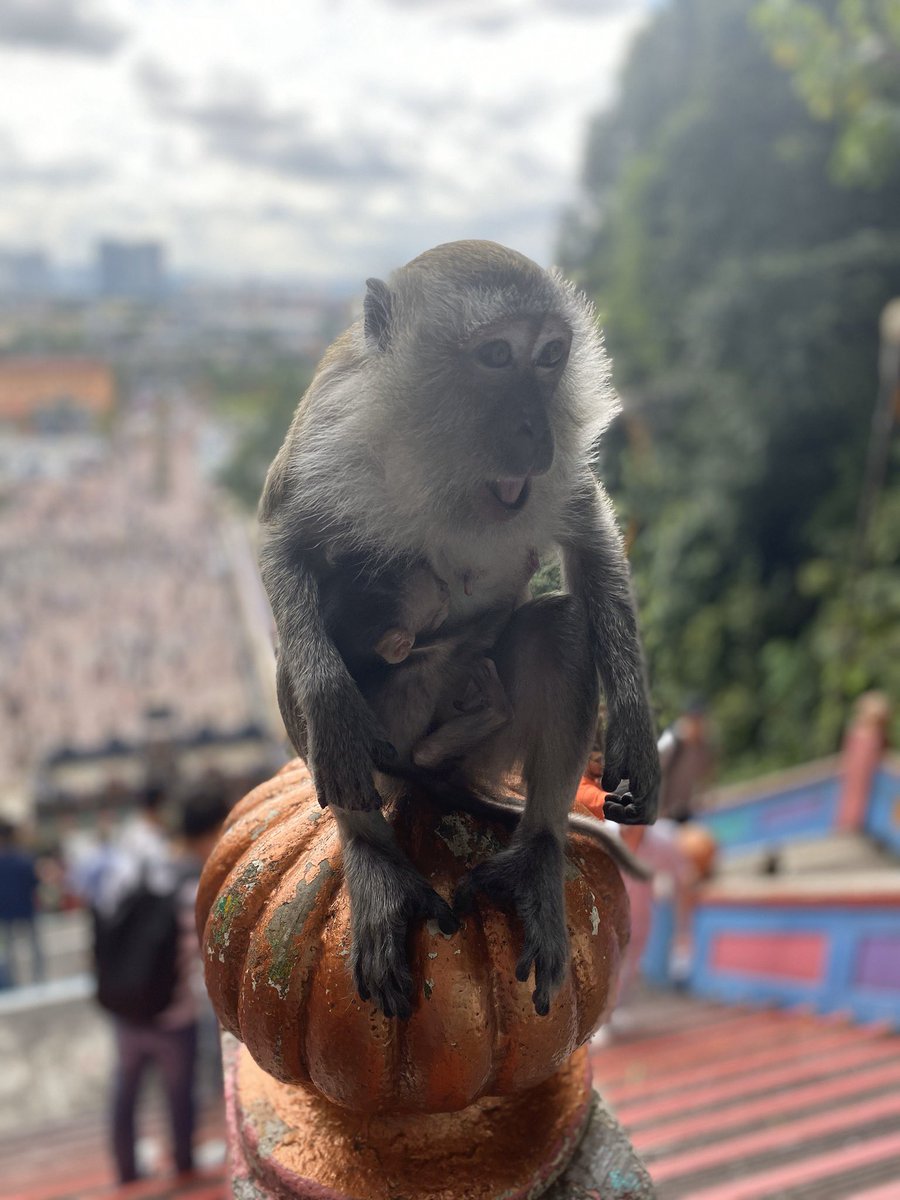 BadToxic's tweet photo. Many #monkeys at the #BatuCavesTemple, #KualaLumpur, #Malaysia.

#cute #かわいい #monkey #ape #apes #Affe #Affen #MamaMonkey #BabyMonkey #Statue #stairs #Treppe #rainbowStairs #RegenbogenTreppe #Höhle #Tropfsteinhöhle #BatuCaves #Temple #vacation #Urlaub #trip #Reise #asia #asian https://t.co/HHIEmkyOqi