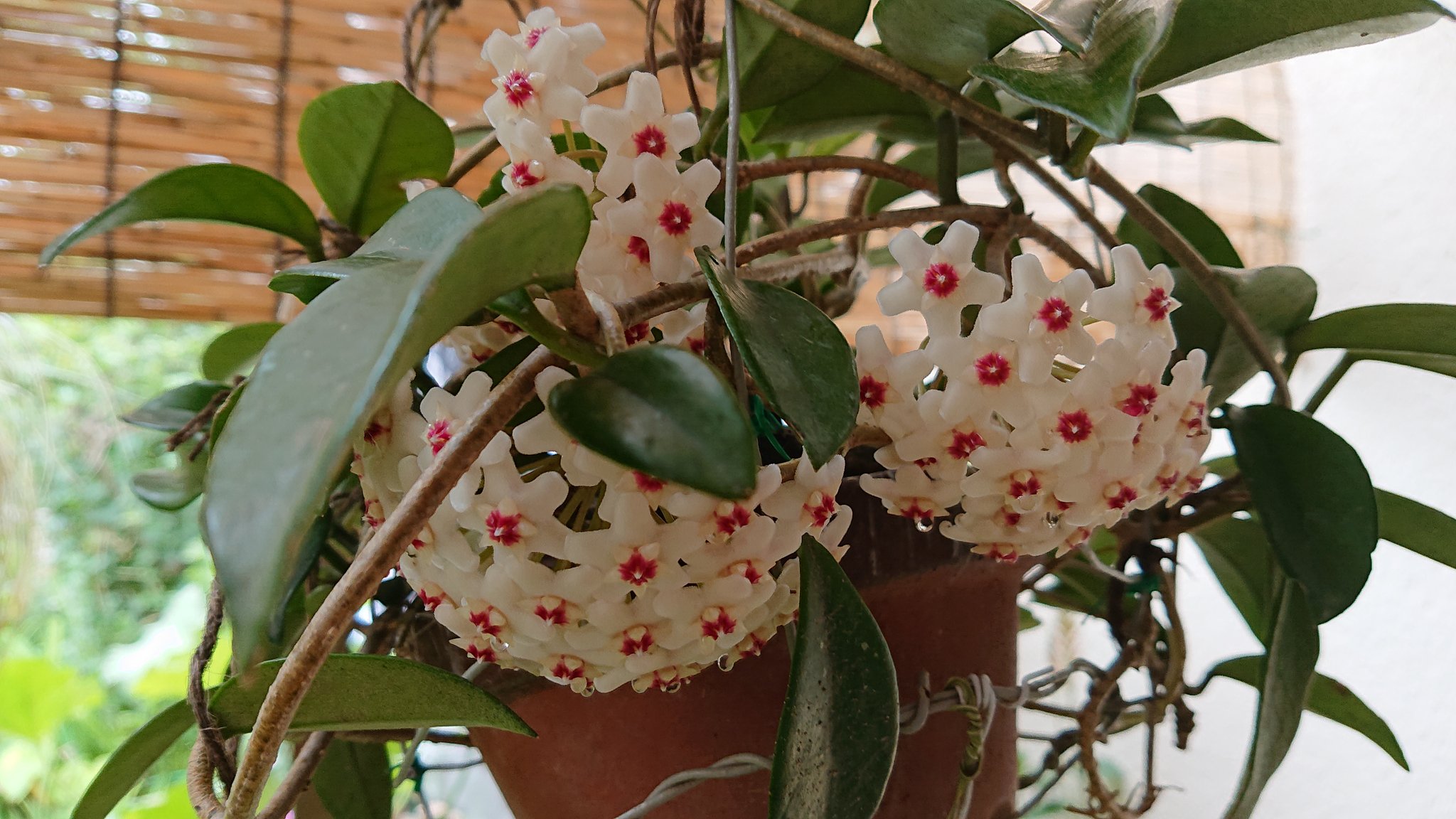 טוויטר もっく בטוויטר うちにやってきて2年 ようやくお花が咲きました 作り物みたいな可愛い花 ホヤカルノーサコンパクタバリエガータ って長ったらしい名前の植物です くるくるの葉っぱも可愛い T Co Fla7el2csk