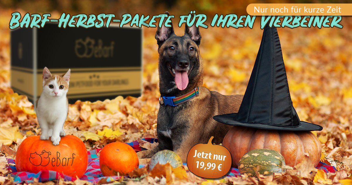 eBarfDE's tweet photo. 🍁Nur noch für kurze Zeit: Unsere BARF-Herbst-Pakete🍁

Unserer herbstlichen Pakete für deinen Hund oder deine Katze mit schmackhaften BARF-Leckereien, Nahrungsergänzungsmitteln und Kauartikeln für nur 19,99 ��� 😋

👉🏻 https://t.co/zhKi6kVlBU

#katzen #hunde #barf #menüs #eBarf https://t.co/wdGMJtaRAO