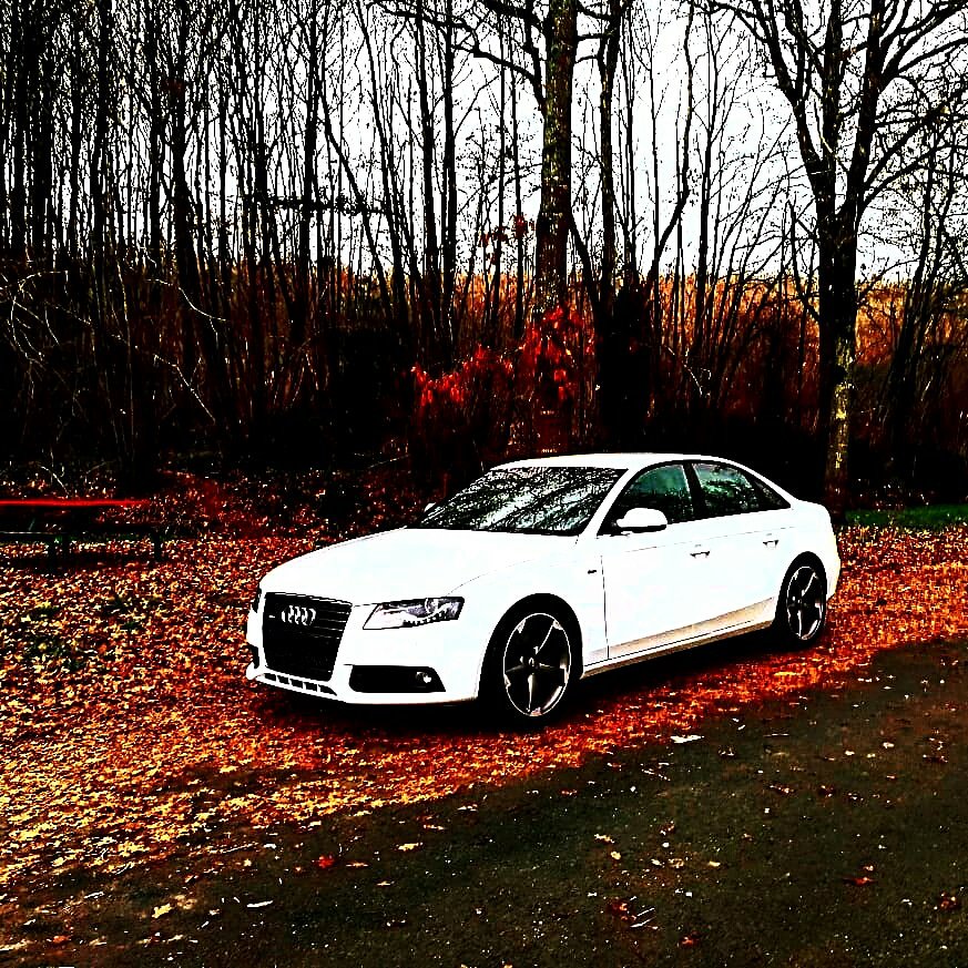FrenchieA4B8's tweet photo. #Audi #Audifrance #nature 
#carsofinstagram https://t.co/mnutyixbT2