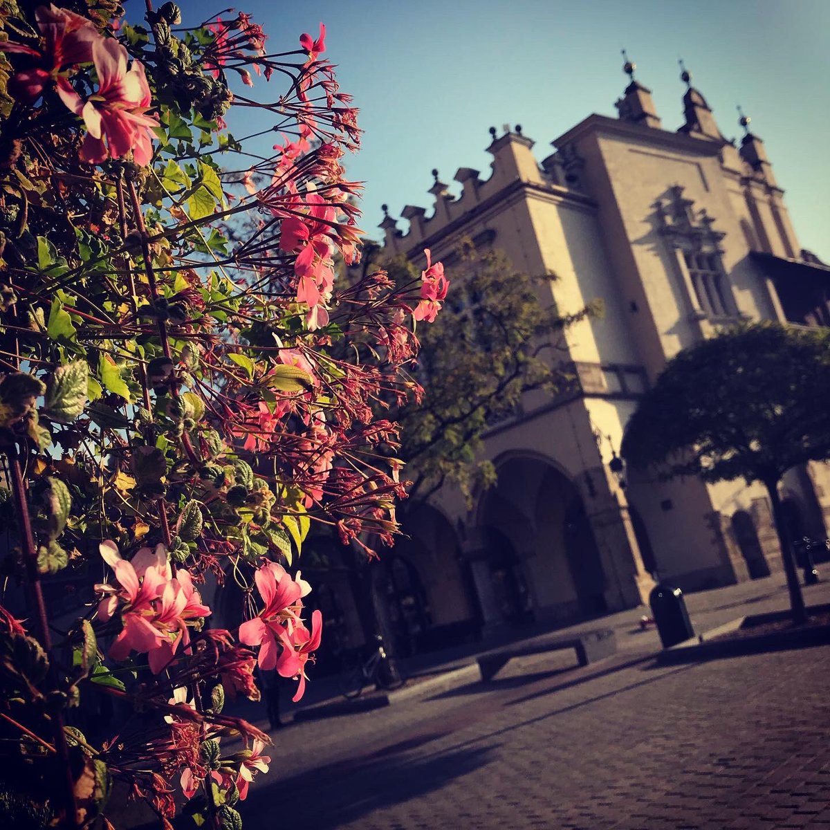 RaesGarden's tweet photo. October in Krakow 🇵🇱 - what a treat to be surrounded by so many trailing geraniums❤️🌸🌸 #krakow #krakowpoland #geranium #geraniums #ivygeranium #pelargonium #pelargoniums #trailingplants #trailinggeranium #trailingflowers #flowers #poland #krakowoldtown https://t.co/sHIOhCBDZC