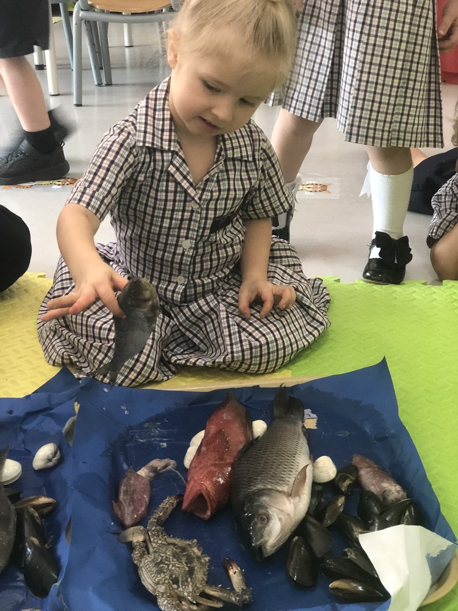 DBS_FS1's tweet photo. #Tigerclass explored real fish today. There were crabs, clams, muscles, flat fish, cuttle fish, squid, and some big and small fish. We were courageous and investigated them by touching them, looking at them, and talking about their differences. #Courage #beginsatdbs @DBS_HOFF https://t.co/H8qlDaC4vQ