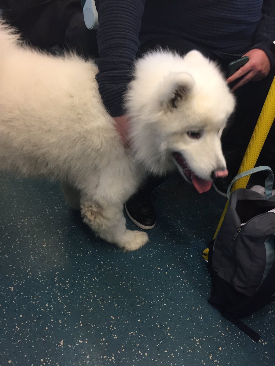 IrishRail's tweet image. Lots of customers reporting this friendly commuter boarded the train at Maynooth this morning at 07.30hrs, and is now en route to Dublin Connolly - if you’re living in Maynooth and missing your dog, let us know!