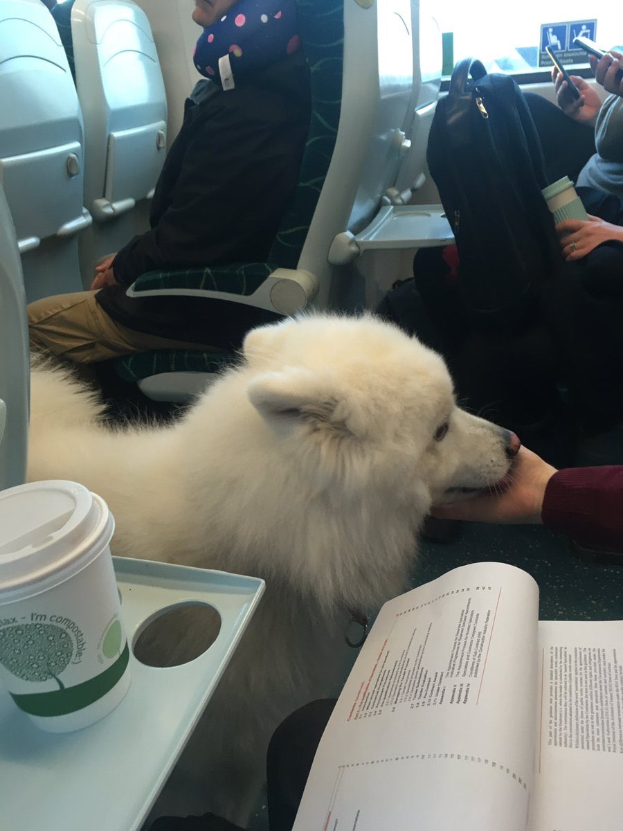 IrishRail's tweet image. Lots of customers reporting this friendly commuter boarded the train at Maynooth this morning at 07.30hrs, and is now en route to Dublin Connolly - if you’re living in Maynooth and missing your dog, let us know!
