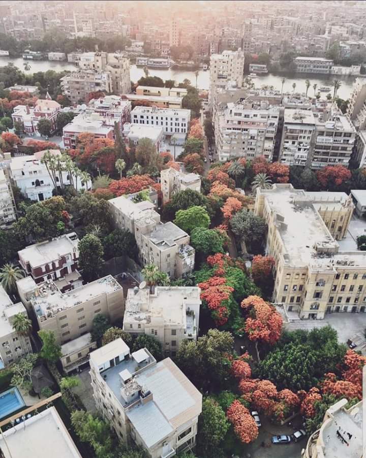 aesthetics1_'s tweet photo. Zamalek, Cairo 2019. https://t.co/Yuyc1UIve5