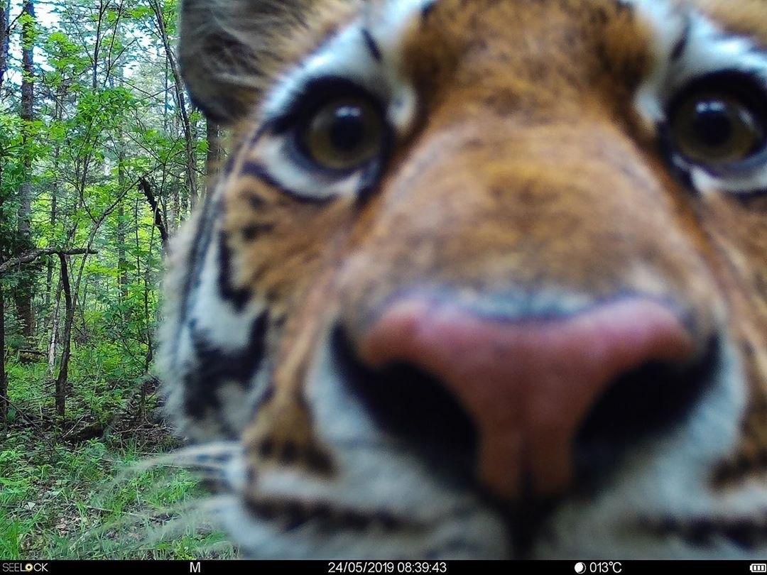 #TigerTuesday How nosy are tigers? Well, let’s face it, they have fabulous noses and like most cats are pretty curious. This beauty was investigating one of the camera traps set up in the Russian Far East by @amur_centre
#tigers #bigcats #nosy #senseofsmell #curiosity #curious