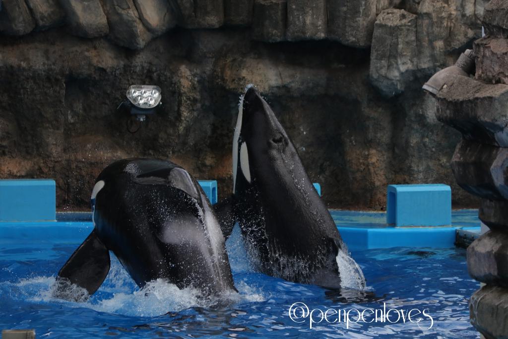 葉月はづき Penpenloves シャチプールでのリンちゃんとアースの同時ジャンプ リンちゃんがアースのスピードと高さに合わせている感じ 水中でリンちゃんがチラッとアースを見てジャンプのタイミングを話し合っている感じが可愛いです シャチ 名古屋港水族館