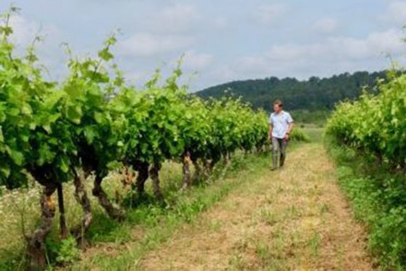 ecophytopic's tweet photo. Conduite de la vigne sans herbicides https://t.co/IUcFXDjmVO Une fiche et une vidéo pour vous aider https://t.co/RjjzFDcbPA