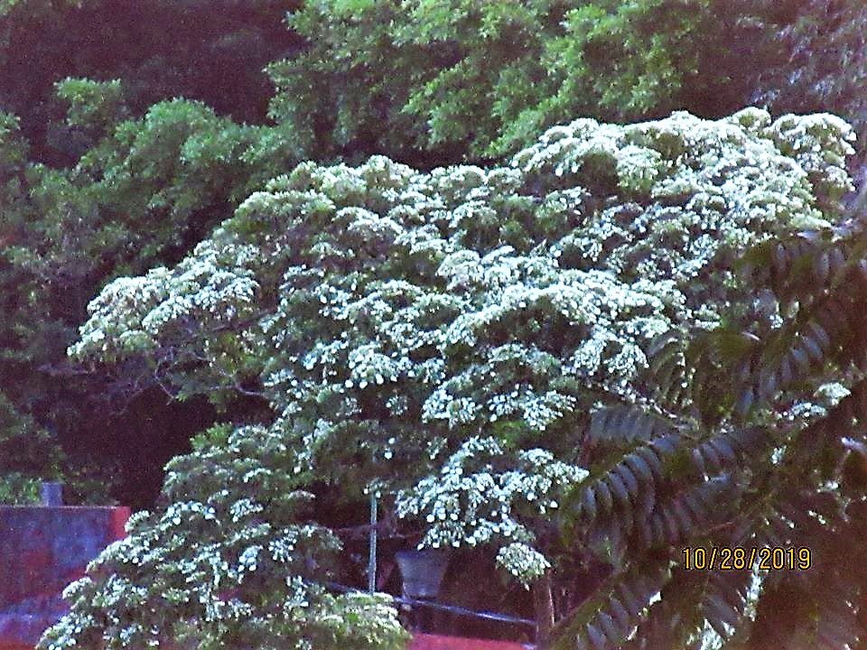 Hec_Castellanos's tweet image. Atardecer en #SanAndrésTuxtla #Veracruz ya se asoma el árbol el #dágame que a muchos de los nacidos en éstas tierras les recuerda la cercanía de las fiestas de navidad por ser usadas como ofrendas en la celebraciones de la Virgen de Guadalupe y pastorelas. 

📸Filiberto Polito L