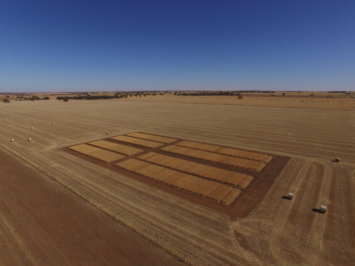 AgXtra's tweet image. The 2019 crop competition is almost ready for harvest! Very excited to see the final outcome of everyone’s decisions throughout the year #cropcomp #agxtra #SAGIT #SAag @theGRDC @SAGrainTrust @AUASA_ADELAIDE @Rostrevor1923 @UrrbraeHS