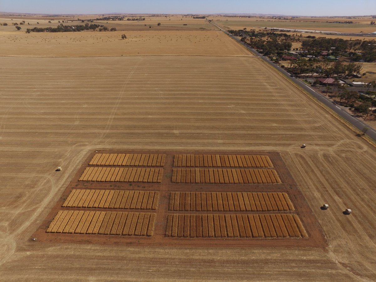 AgXtra's tweet image. The 2019 crop competition is almost ready for harvest! Very excited to see the final outcome of everyone’s decisions throughout the year #cropcomp #agxtra #SAGIT #SAag @theGRDC @SAGrainTrust @AUASA_ADELAIDE @Rostrevor1923 @UrrbraeHS