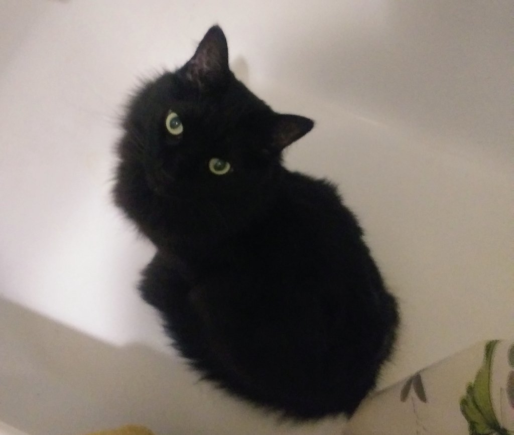 WidgetGizmo's tweet photo. I wantings two lets are friendsies no that I am doings ok.

I am eatings my noms &amp; this me drinkings from are specials water fountains.

I been extra luvy &amp; goofy fur Kittiemama &amp; gettings ALL the luvs.

~ Widget 😽

#ZSHQ
#Aviators
#ChangsGang
#CatsOfTwitter
#crewpals
#furpals https://t.co/3JND5wwQe1