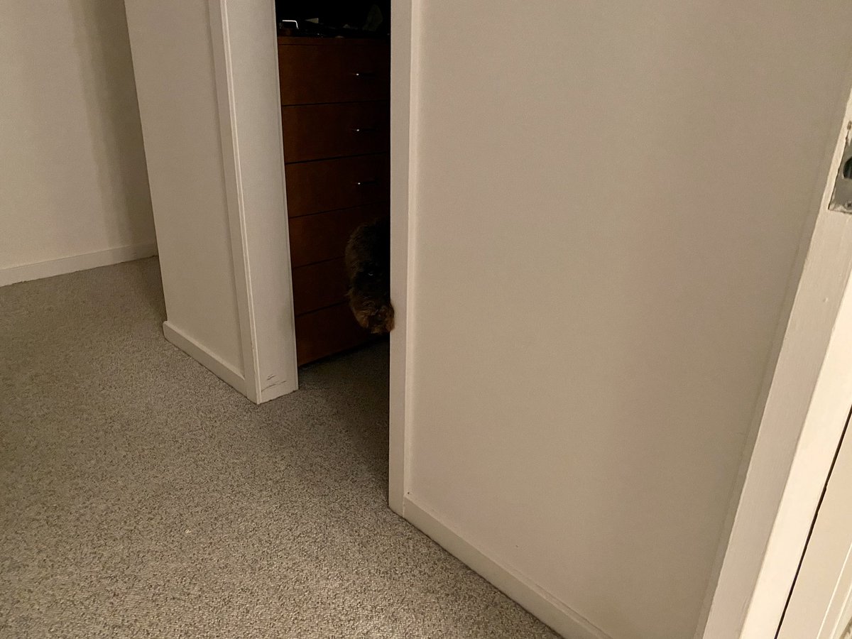 PepperandChewy's tweet photo. 아는 고양이로부터 배웠죠 https://t.co/xErOrkaIgE