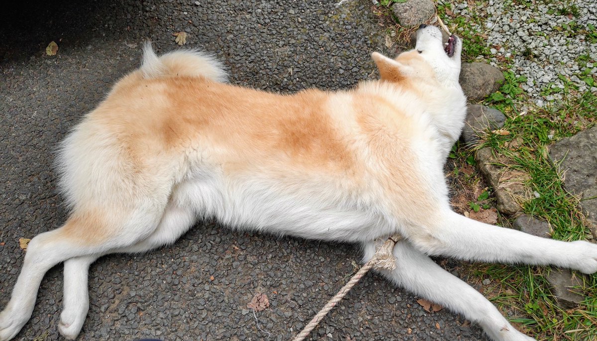 秋田犬さくら エジプト壁画ばりの伸びをみせるさくら氏 秋田犬 Mural