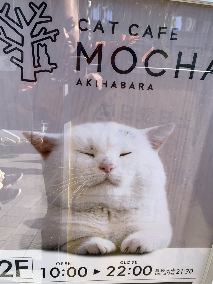 Itzanai Korin Is Happily Retired Living In A Cat Cafe In Tokyo Dbz Dragonballz Tokyo Catcafe Akihabara Anime Japan