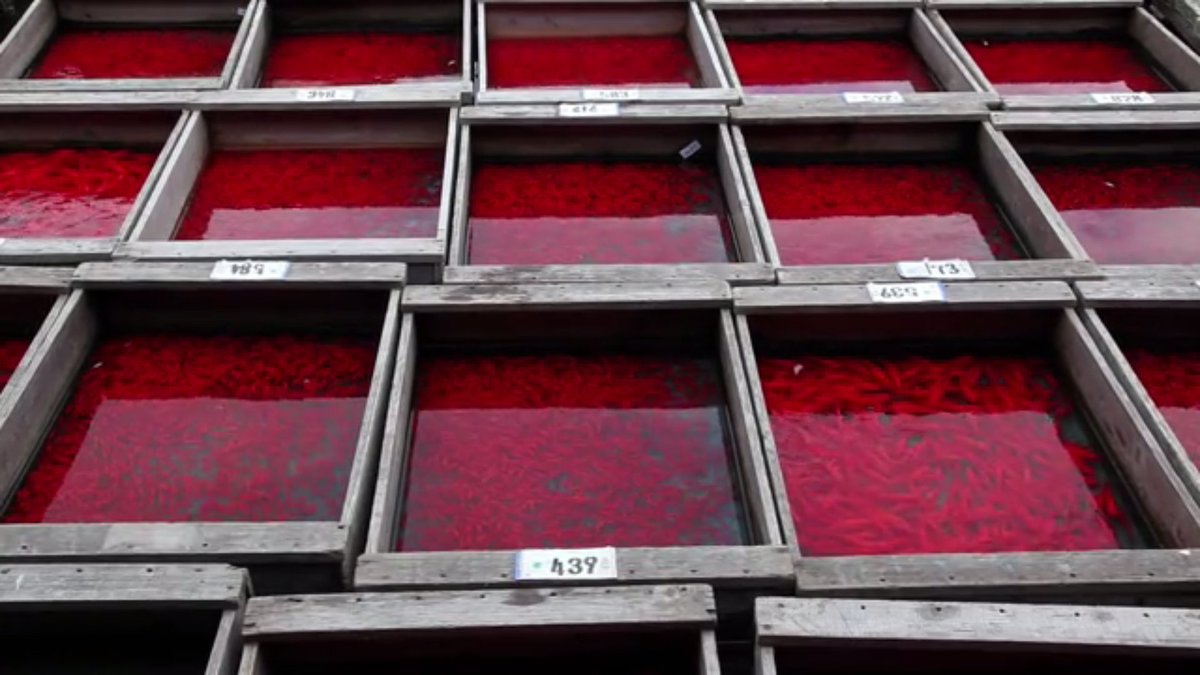 Revital Cohen, Tuur Van Balen. Kingyo Kingdom. 2013 moma.org/collection/wor…