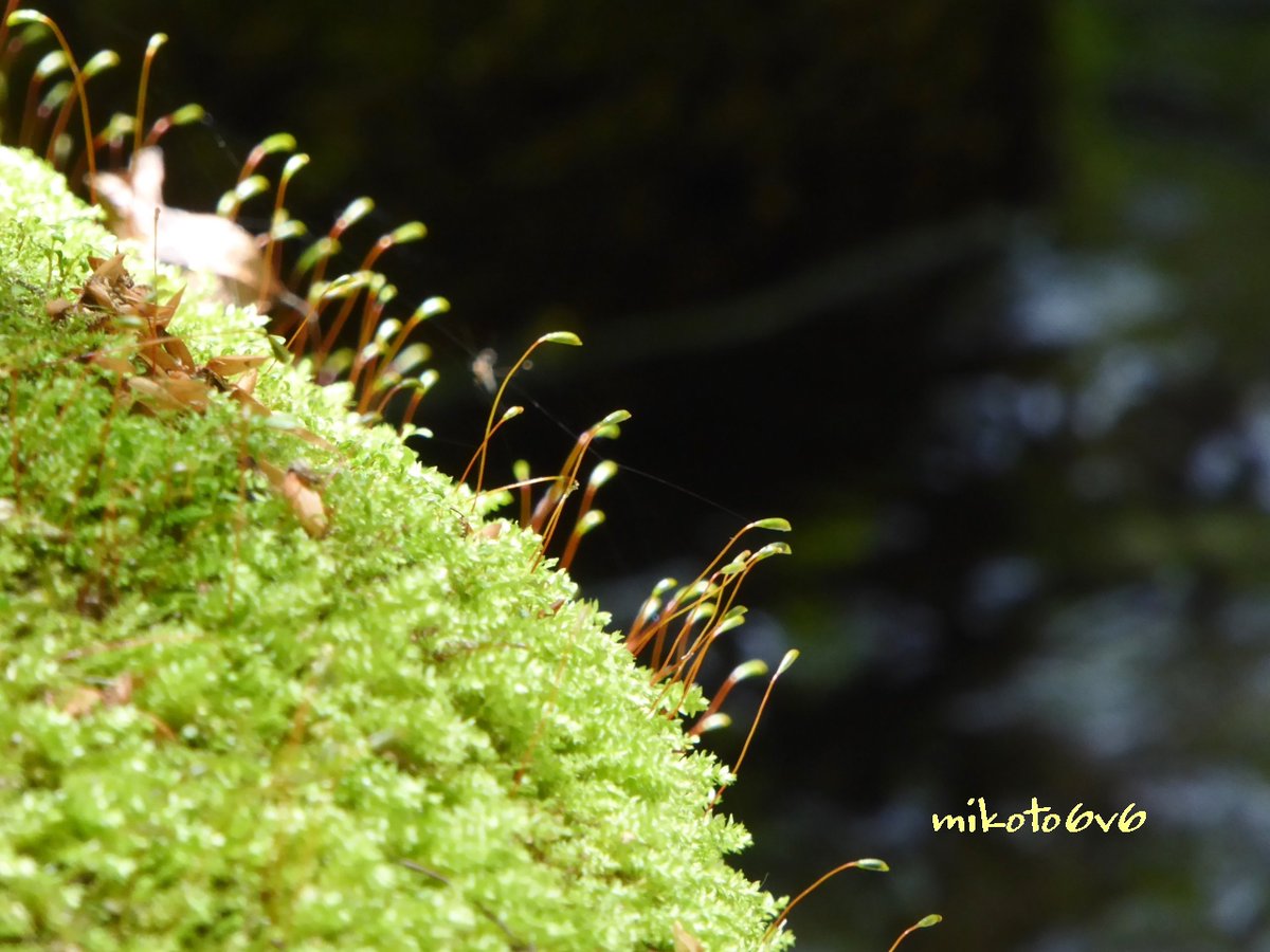 Mikoto V Twitter 今日のテーマ 緑の葉っぱ これも葉っぱかな 小さな 苔の葉 可愛らしくて お気に入りの 一枚です 花言葉 母の愛 信頼 物思い コケ 苔 モス 苔同好会 葉 植物 緑 光 川辺 蜘蛛の糸 過去写真 Moss Green