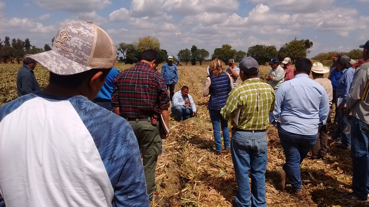 engtoextension's tweet photo. Durante #Plataforma #MasAgro en La Bolsa, Valle de Stgo, Gto. En parcela #AC de 15 años @ACCIMMYT @MasAgroGto @SDAyR_GTO @pepegmichel https://t.co/EKW2M7KaBq