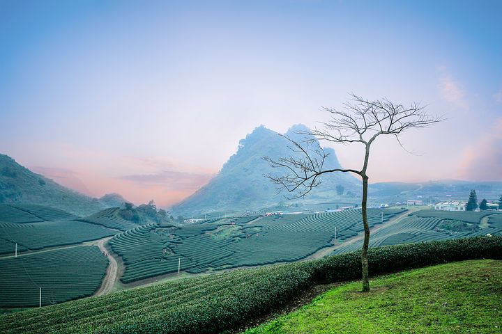 jansanGeorge's tweet photo. #Munnar 
#Keralatourism
#VisitMunnar 
#ShowcaseMunnar #Hillstationholiday #honeymoondestination #cloudsvalley 

Tea Plantation, Munnar - Tea makes everything better..!! https://t.co/RwrkszyHdd