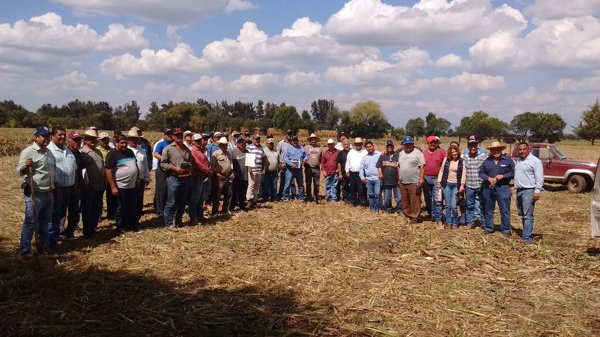 engtoextension's tweet photo. Cierre de asistencia en #Plataforma #MasAgro La Bolsa, Valle de Stgo, Gto. En la preparación de próximo ciclo en parcela #AC de 15 años @ACCIMMYT @MasAgroGto @SDAyR_GTO @pepegmichel https://t.co/XzwyZPoRJp