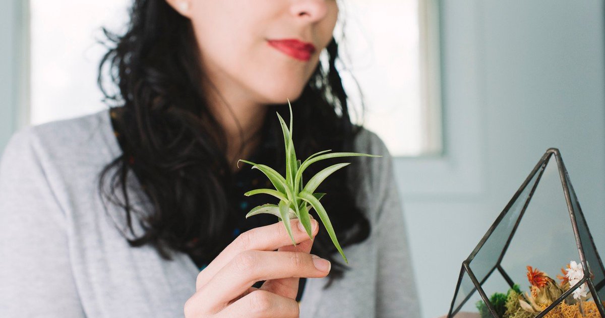 Tillandsia are pretty amazing plants.

#epiphytecollection #airplantsofinstagram 
#selfcare #plantaddict #house_plant_community #indoorplants #apartmentbotanist #myplantaesthetic #bromeliad #epiphyte #tillandsialover #prismaticgardens