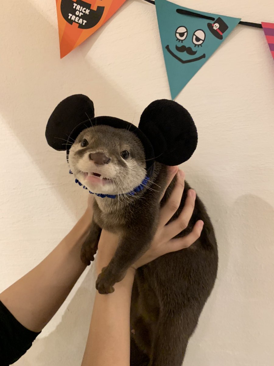 Loutre カワウソと過ごす時間 昨日お客様からディズニーのお土産をいただきました だっちゃんミッキー可愛すぎます 笑 おだしとおつゆ 双子 Loutre ルートル カワウソカフェ 京都 カワウソ Otter Ottercafe Animalcafe 動物 Loutre カワウソと過ごす時間 昨日お客様からディズニーのお土産をいただきました だっちゃんミッキー可愛すぎます 笑 おだしとおつゆ 双子 Loutre ルートル カワウソカフェ 京都 カワウソ Otter Ottercafe Animalcafe 動物