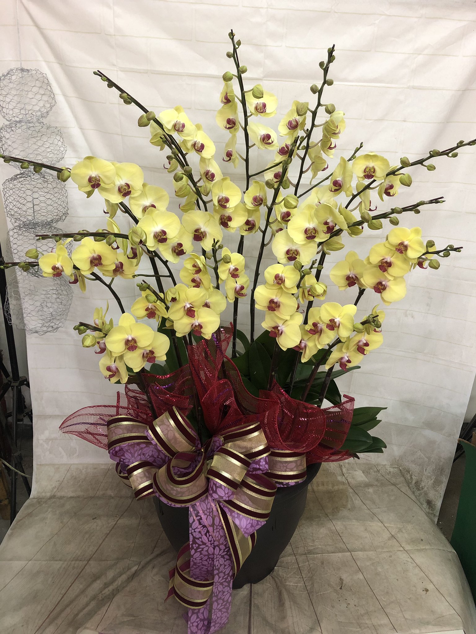 Orchis Floriculturing Inc 長潁農業開發 股 公司on Twitter 蝴蝶蘭 Phalaenopsis 贈物 胡蝶蘭 台湾 寄植え 美しく迫力のある胡蝶蘭 開店祝い 引っ越し祝い 就任 退職祝い