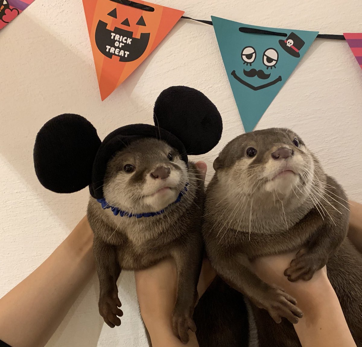 Loutre カワウソと過ごす時間 昨日お客様からディズニーのお土産をいただきました だっちゃんミッキー可愛すぎます 笑 おだしとおつゆ 双子 Loutre ルートル カワウソカフェ 京都 カワウソ Otter Ottercafe Animalcafe 動物