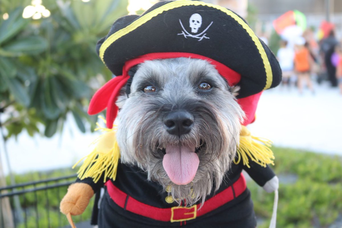 keywestchamber's tweet photo. Did your pooch enjoy @FantasyFest as much as we did?
#InTunebutOffKey #FantasyFest2019 https://t.co/yomCM2ERZM