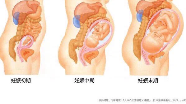 妊娠末期の妊婦さんの体内はどえらいことに！こりゃ大変なわけだ！