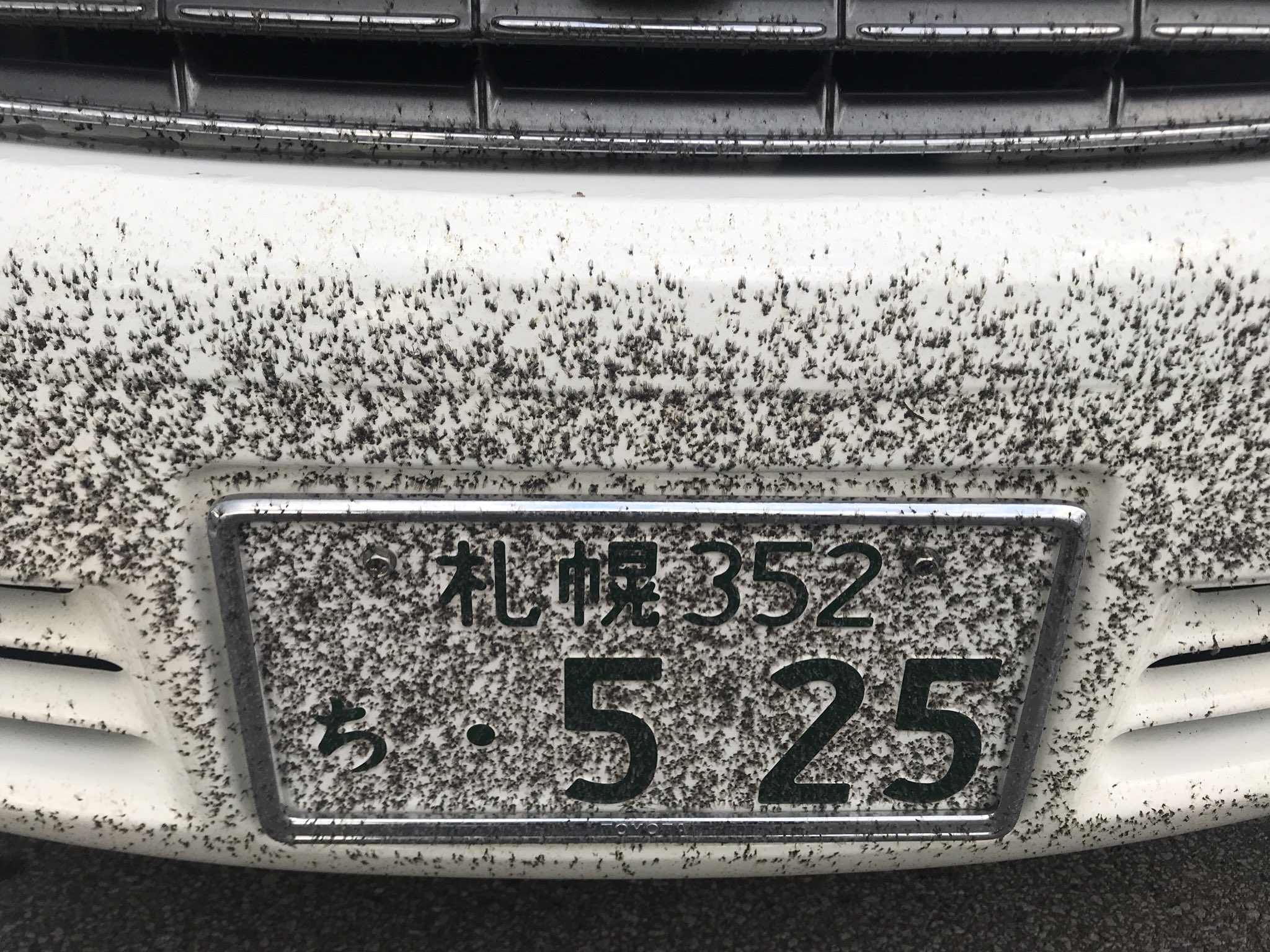 公式まんまん 函館雪虫多くて車がツートンに T Co 5yd8y72jpf Twitter
