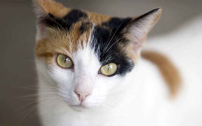 kelkay1202's tweet photo. For #NationalCatDay, and because it's almost #Halloween, your PURR-fect #activity is reading #books. With #cats in the pages, or on your lap! Or both. Here're some with a calico named #Trinculo: https://t.co/r6PeSqaiQp #cozymystery #RT #murder @thrillerwriters @RAPublishing https://t.co/3htIrIG33g