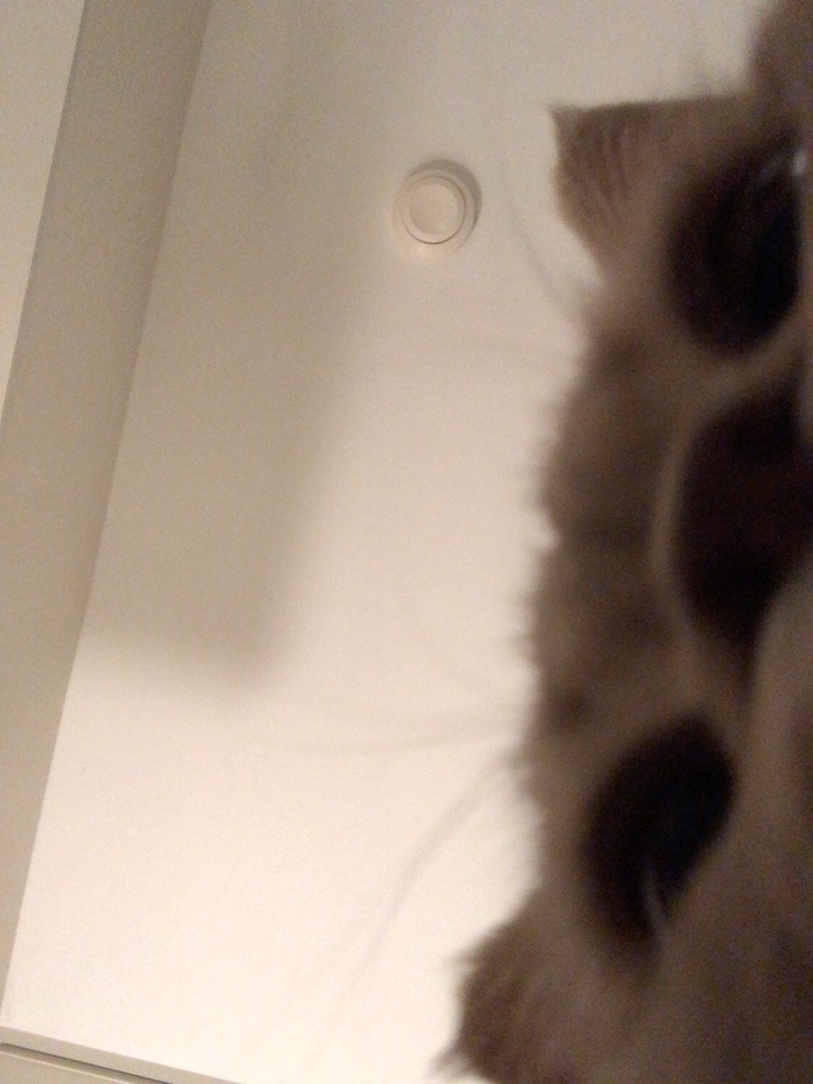 brexit_cat's tweet photo. #kitty #selfie #nothumbs #catmancipation https://t.co/nVqMkPZk2T